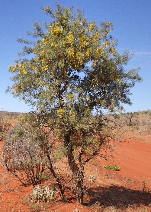 Australian Desert Plants Proteaceae
